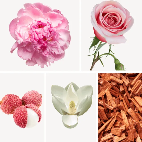 Duftnoten: Rose, Pfingsrose, Litschi, Magnolie, Zedernholz Duftnoten: Rose, Pfingsrose, Litschi, Magnolie, Zedernholz